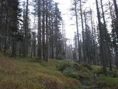 Borkenk�fersch�den